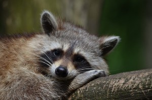 raccoon-365366_640